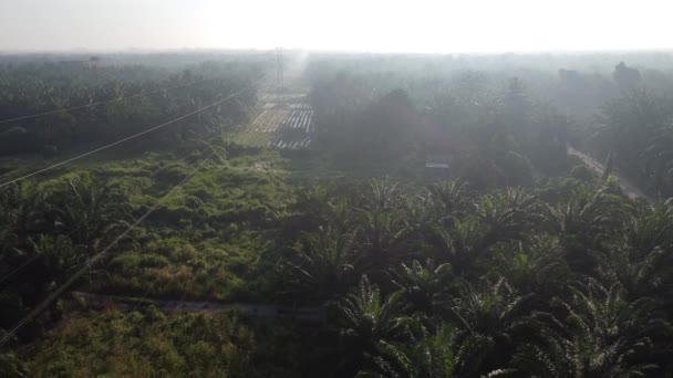 Aerial Morning Scene Electric Tower Surrounded Palm Oil Farm — Stock Video