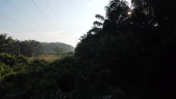 Aerial Morning Scene Electric Tower Surrounded Palm Oil Farm — 비디오