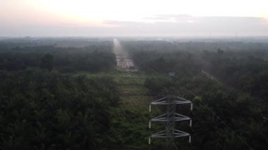 Palmiye yağı çiftliğini çevreleyen elektrik kulesinin etrafındaki hava sahnesi