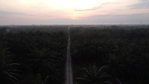 Aerial Morning Scene Electric Tower Surrounded Palm Oil Farm — 비디오