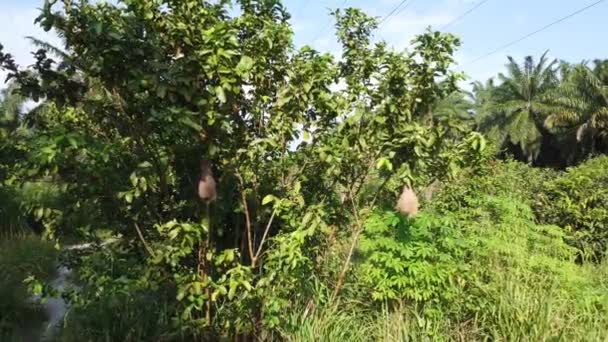 Ninhos Pássaros Pendurados Galho Árvore — Vídeo de Stock