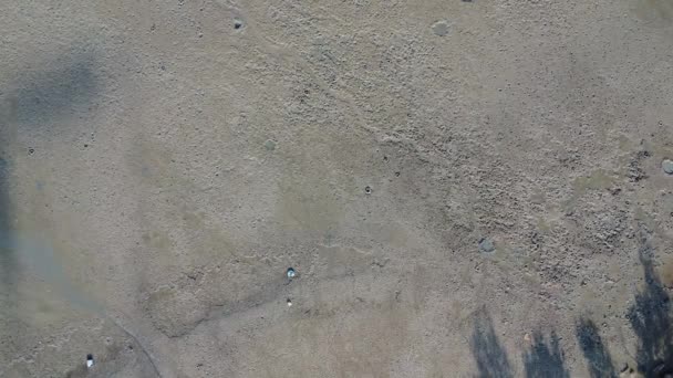 Aerial Low Tide Scenery Muddy Swamp Beach — Video