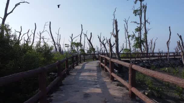 Hoogwater Landschap Aan Het Modderige Moerasstrand — Stockvideo