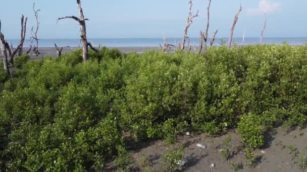 Flyg Lågvatten Landskap Vid Leriga Träsk Stranden — Stockvideo