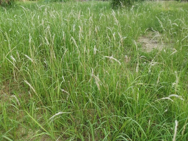 Wide Field Sprout Wild Cogongrass Weed — Fotografia de Stock
