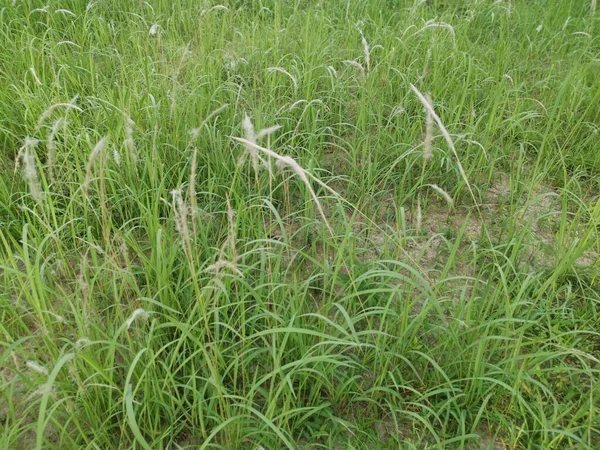 Wide Field Sprout Wild Cogongrass Weed — Fotografia de Stock