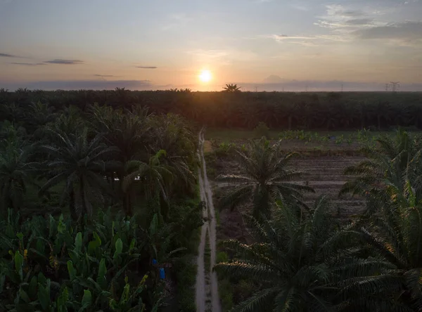 Aerial Sunrise Scene Oil Palm Plantation — Photo