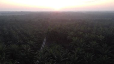 aerial sunrise at the oil palm plantation road.