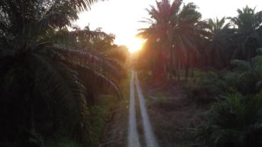 aerial sunrise at the oil palm plantation road.