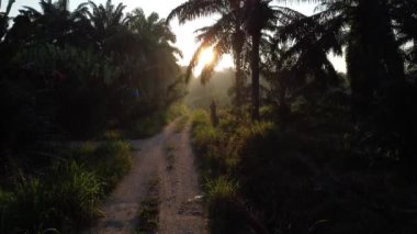 Yağ palmiyesi plantasyon yolunda hava gündoğumu.