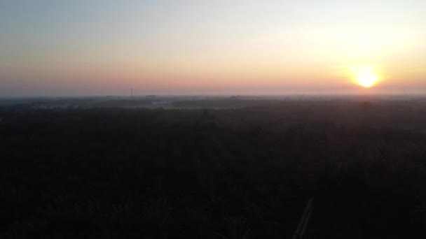 Aerial Sunrise Oil Palm Plantation Road — Wideo stockowe