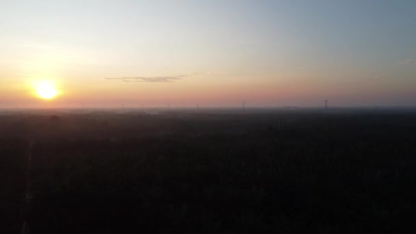 Aerial Sunrise Oil Palm Plantation Road — 비디오