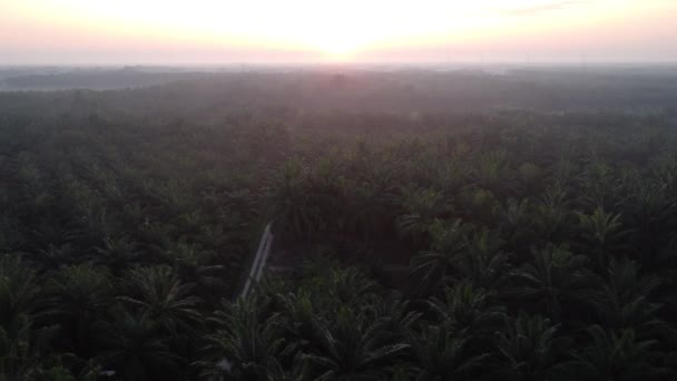 Aerial Sunrise Oil Palm Plantation Road — Wideo stockowe