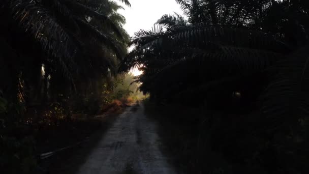 Aerial Sunrise Oil Palm Plantation Road — 비디오