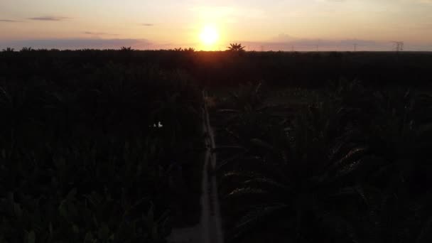 油棕榈种植园路的空中日出 — 图库视频影像