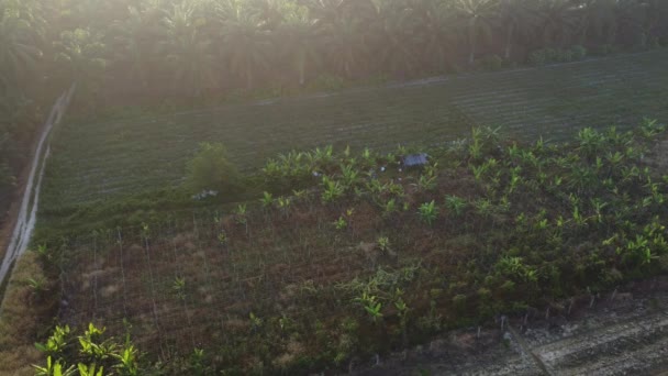 农业用地的空中晨景 — 图库视频影像