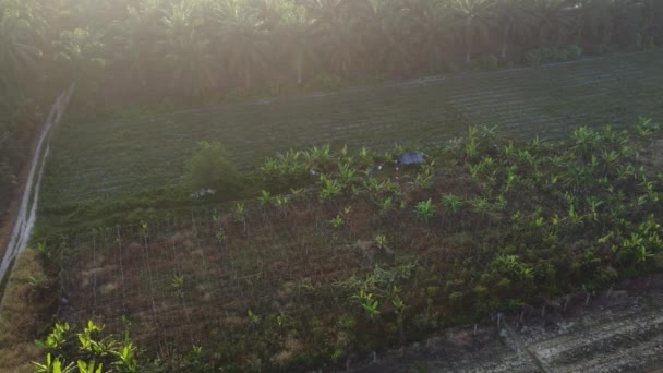 Scène Aérienne Matin Terres Agricoles — Video