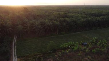 aerial morning scene of agriculture land.