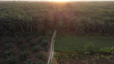 aerial morning scene of agriculture land.
