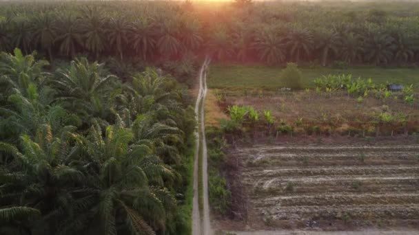 Aerial Morning Scene Agriculture Land — Stock Video