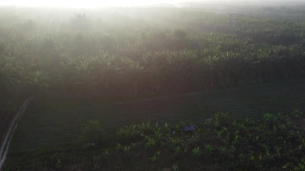 Aerial Morning Scene Agriculture Land — Stock Video