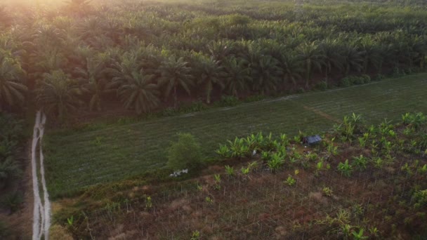 农业用地的空中晨景 — 图库视频影像