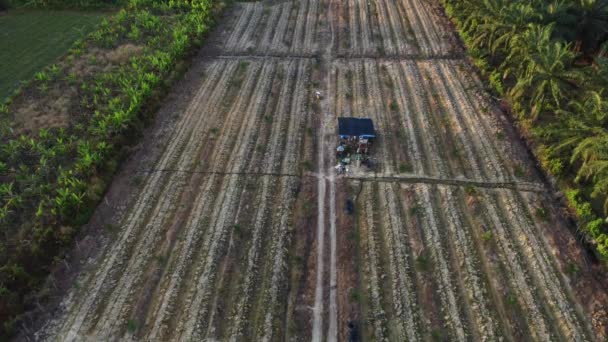 Aerial Morning Scene Agriculture Land — Stock Video