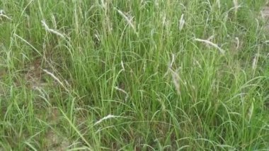 field sprouting wild cogongrass weed.