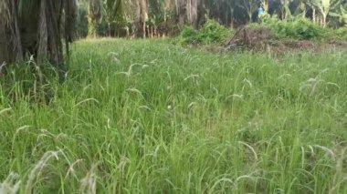 field sprouting wild cogongrass weed.