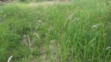 field sprouting wild cogongrass weed.