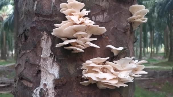 Dead Tree Trunk Sprouting White Bracket Fan Shaped Fungi — 비디오