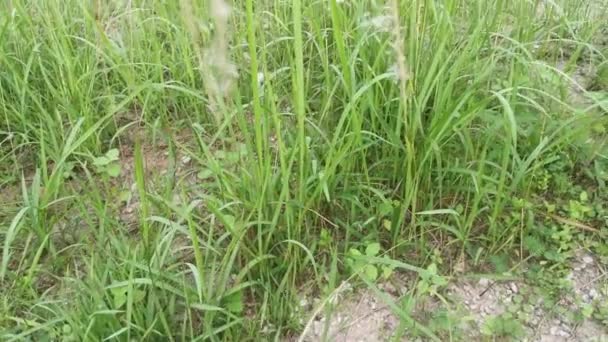 Field Sprouting Wild Cogongrass Weed — Wideo stockowe