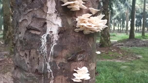 Dead Tree Trunk Sprouting White Bracket Fan Shaped Fungi — Vídeos de Stock