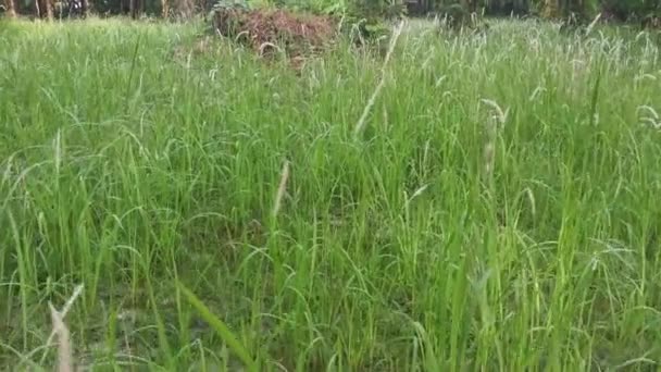 野生のコゴン草の雑草を発芽させ — ストック動画