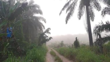 foggy early morning at the countryside pathway.