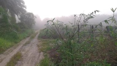 Sabahın erken saatlerinde kırsal yolda sisli bir sabah..