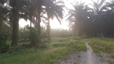 Sabahın erken saatlerinde kırsal yolda sisli bir sabah..