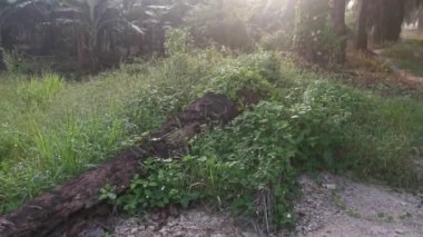 Sabahın erken saatlerinde kırsal yolda sisli bir sabah..