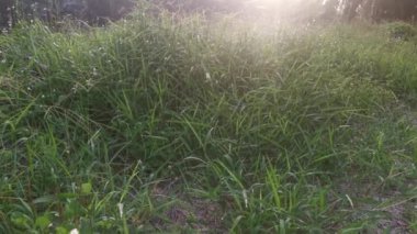 Sabahın erken saatlerinde kırsal yolda sisli bir sabah..