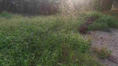 Sabahın erken saatlerinde kırsal yolda sisli bir sabah..