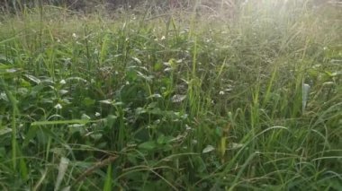 Sabahın erken saatlerinde kırsal yolda sisli bir sabah..