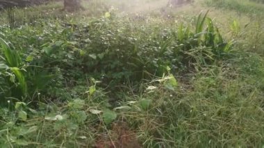 Sabahın erken saatlerinde kırsal yolda sisli bir sabah..