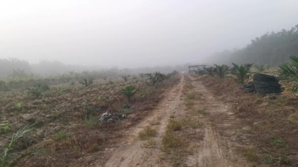 Foggy Early Morning Countryside Pathway — Wideo stockowe