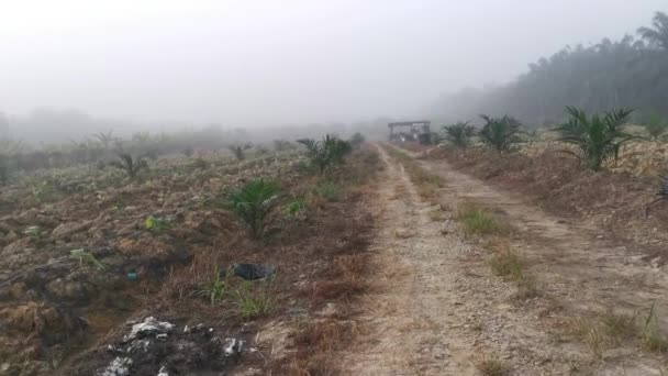 Foggy Early Morning Countryside Pathway — Wideo stockowe