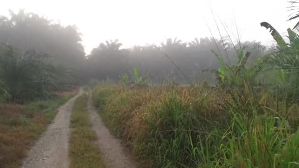 Foggy Early Morning Countryside Pathway — Stockvideo