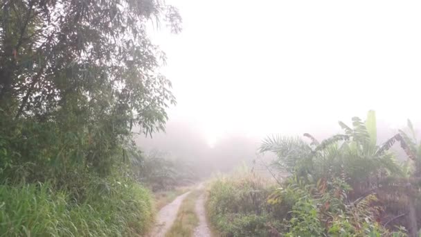 霧の多い早朝田舎道で — ストック動画