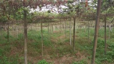 Passiflora Edulis tarım çiftliği çevresindeki manzara