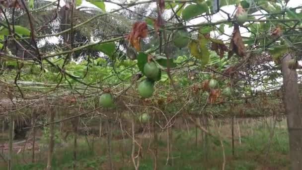 Σκηνή Γύρω Από Αγρόκτημα Passiflora Edulis Γεωργία — Αρχείο Βίντεο