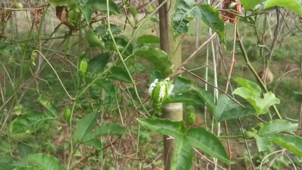 Scene Passiflora Edulis Agriculture Farm — Stock Video