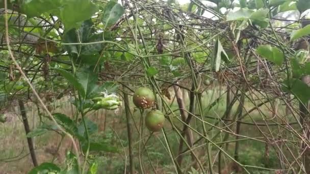 Scene Passiflora Edulis Agriculture Farm — Stock videók